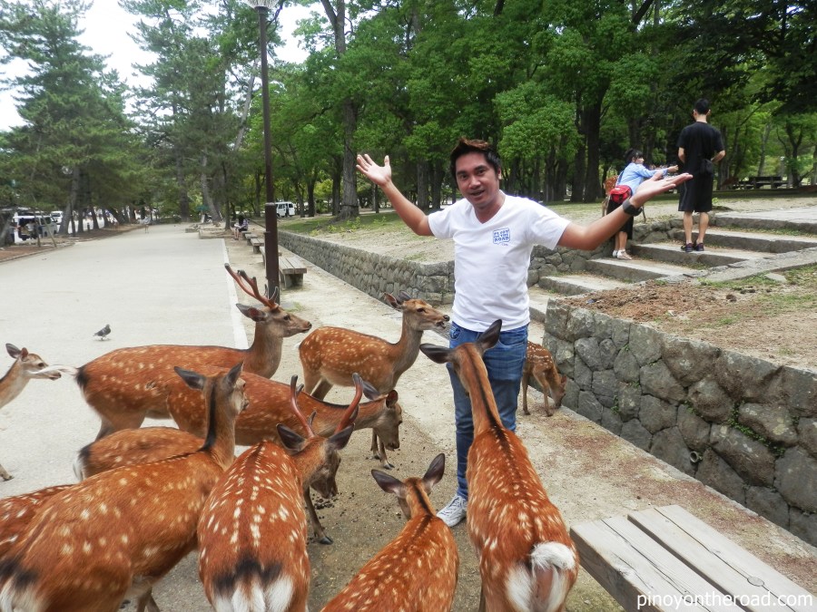 Japan Travel Guide | Part 4 ~ 7 Days 6 Nights Japan Itinerary Visiting Tokyo, Kyoto, Nara, Osaka and Kobe