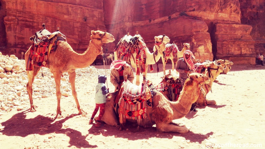 Camels at petra